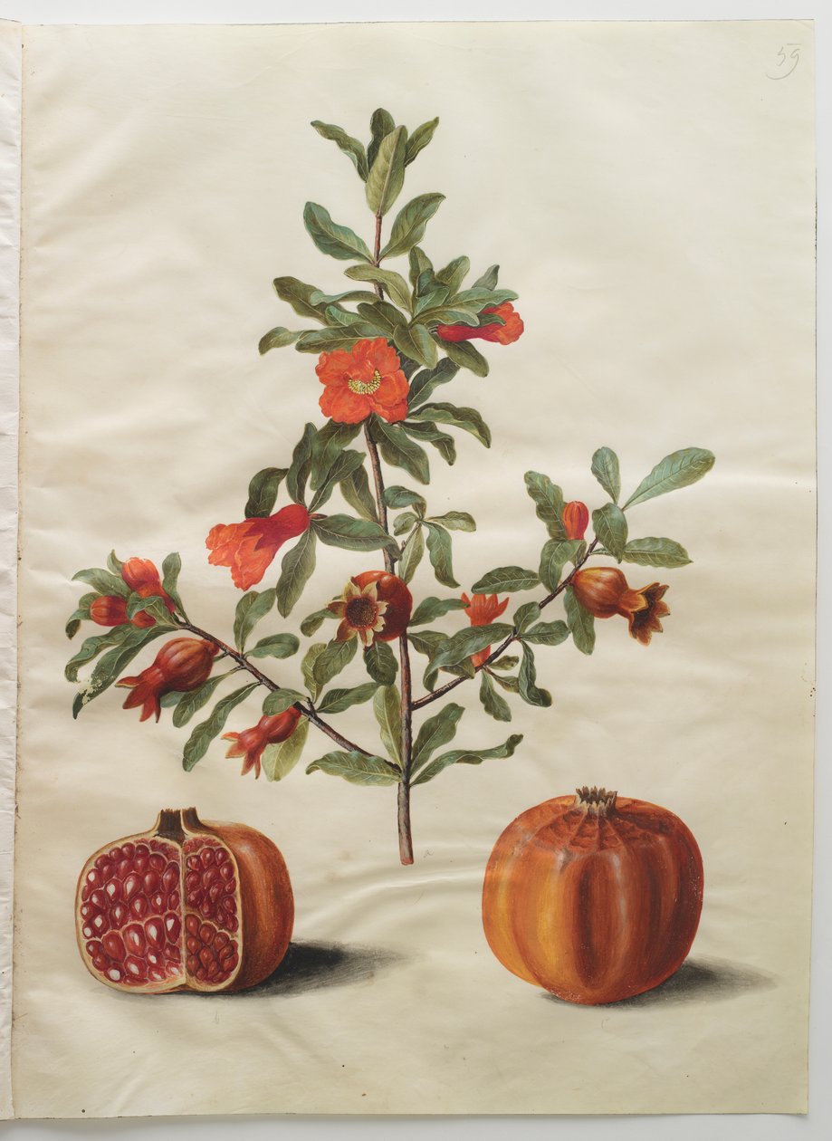 Punica granatum simp et pl tekijältä Johannes Simon Holtzbecker