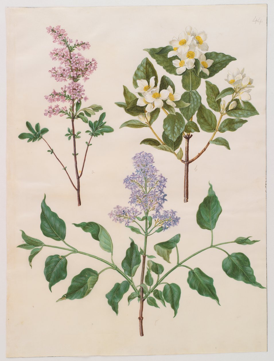 Syringa x persica; Philadelphus coronarius; Syringa vulgaris tekijältä Johannes Simon Holtzbecker
