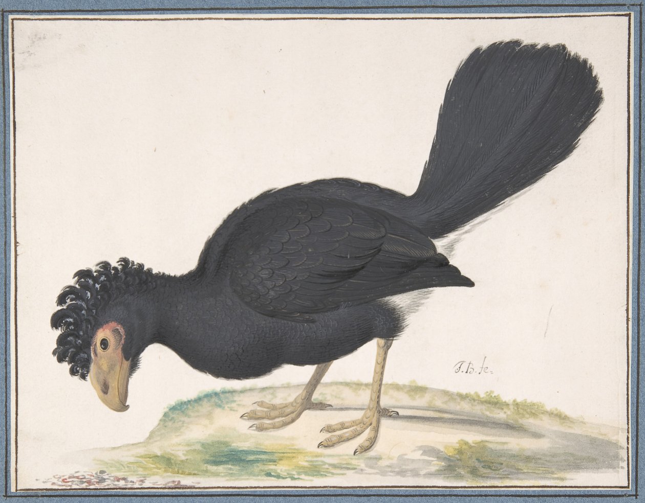 Musta Curassow, n.d. tekijältä Johannes Bronckhorst
