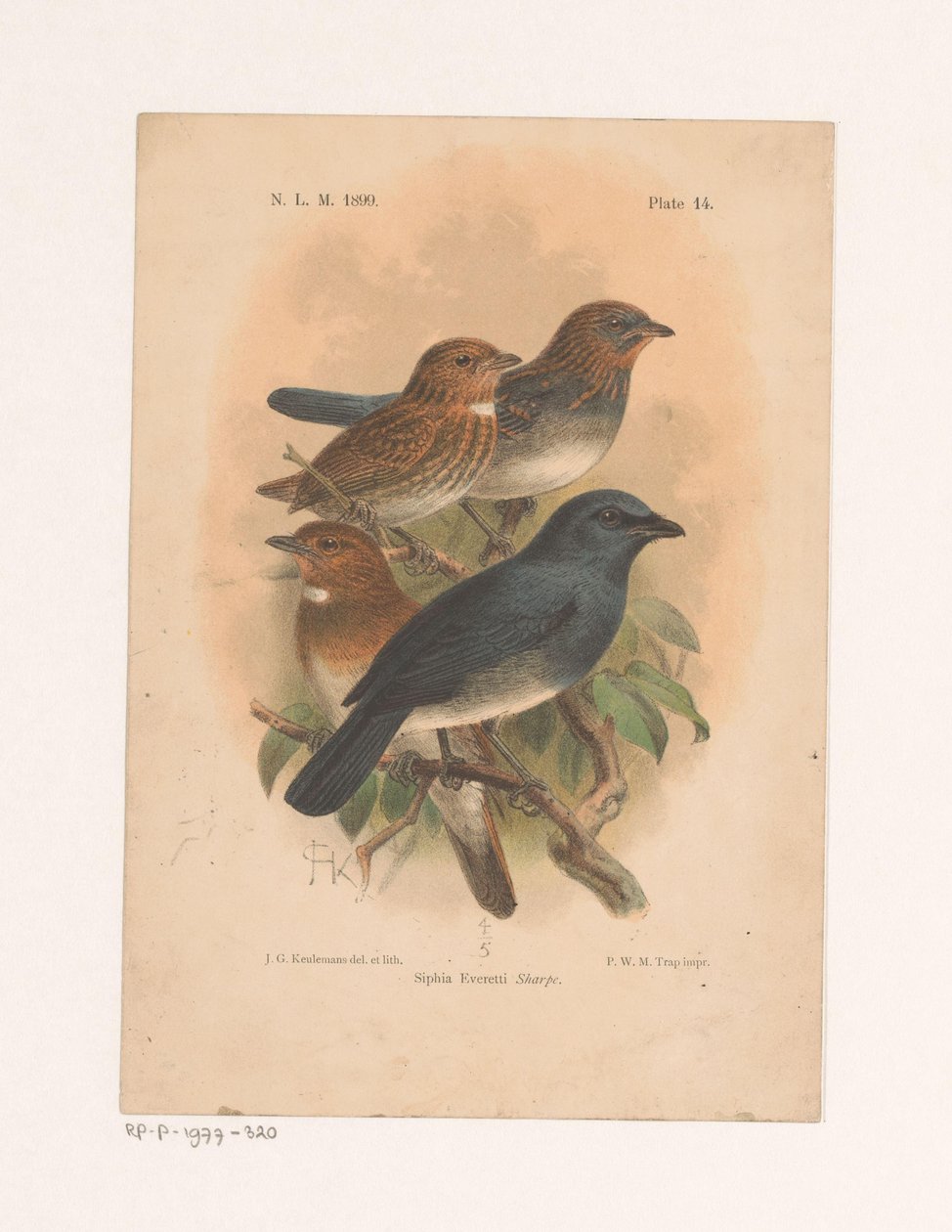Neljä lintua oksalla Siphia Everetti Sharpe (otsikko esineessä) tekijältä Johannes Gerardus Keulemans