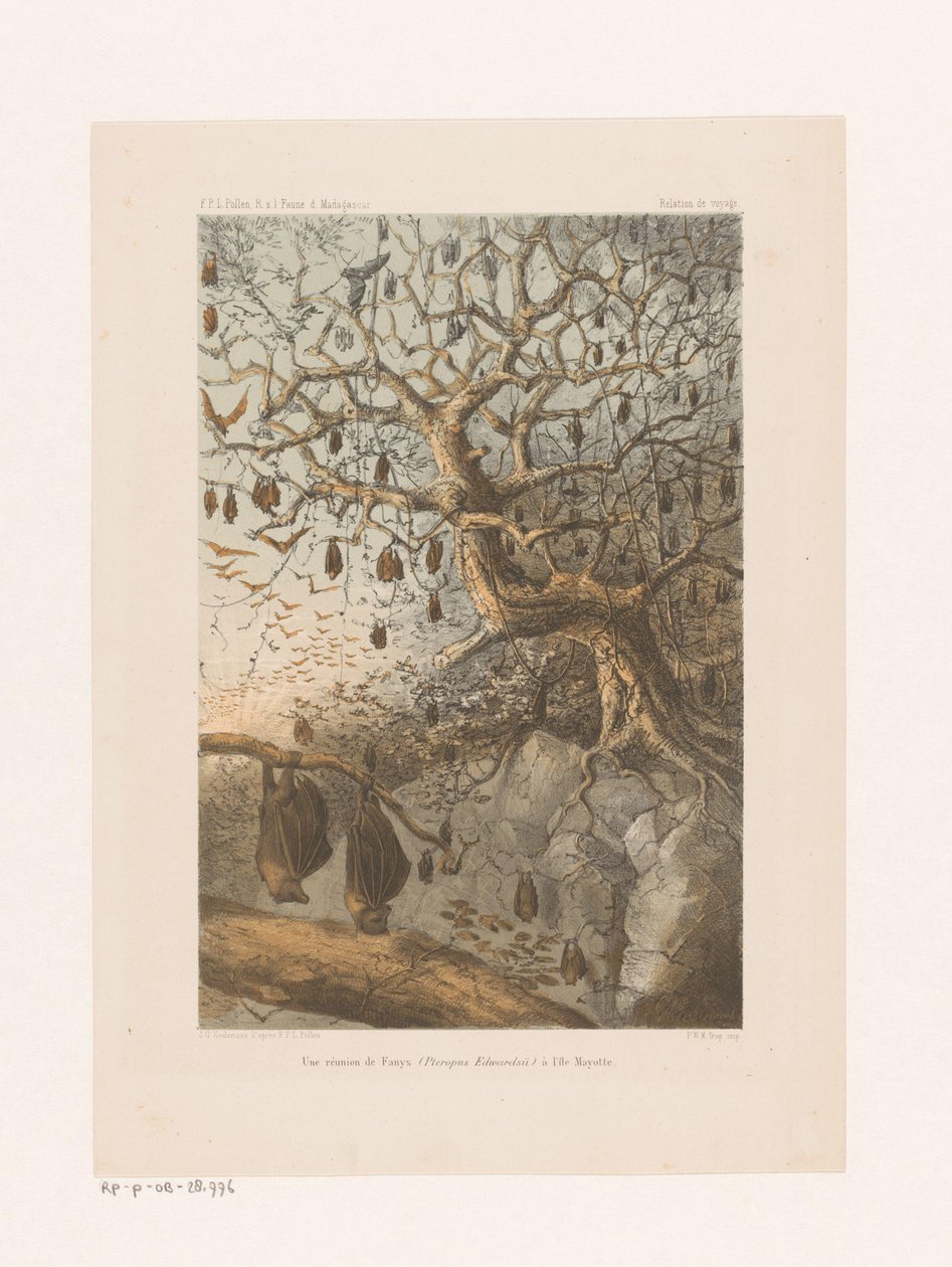 Vleermuizen in een boom Fanysin (Pteropus Edwardsii) tapaaminen Mayotten saarella (otsikko esineessä) Matkasuhde (sarjan nimi esineellä) tekijältä Johannes Gerardus Keulemans