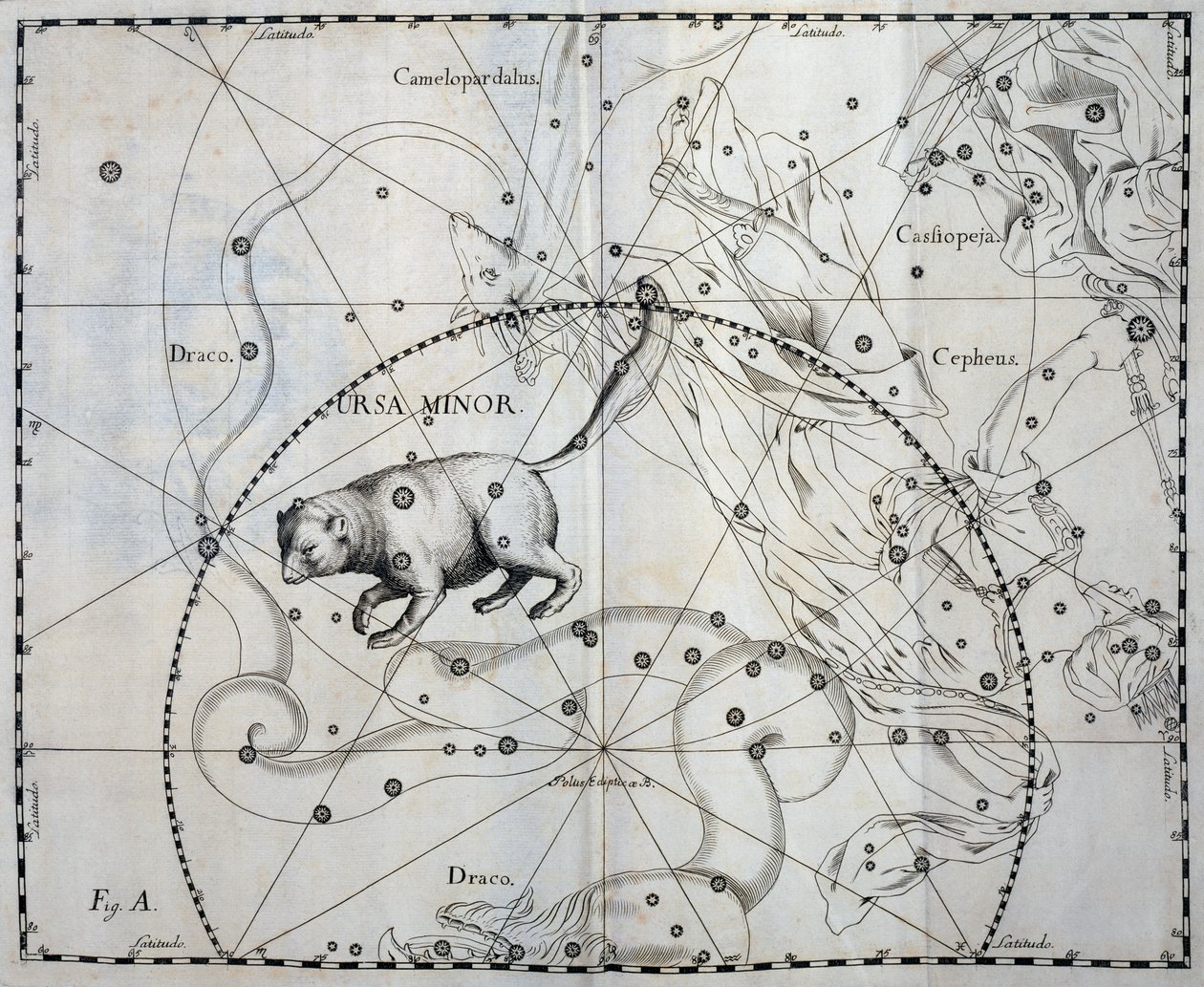 Ursa Minor, Boreaalinen Pienjärven tähdistö, kaiverrus taivaan atlassta Firmamentum Sobiescianum sive Uronographia, kirjoittanut Johann Hevelius (1611-1687), Gdansk tekijältä Johannes Hevelius