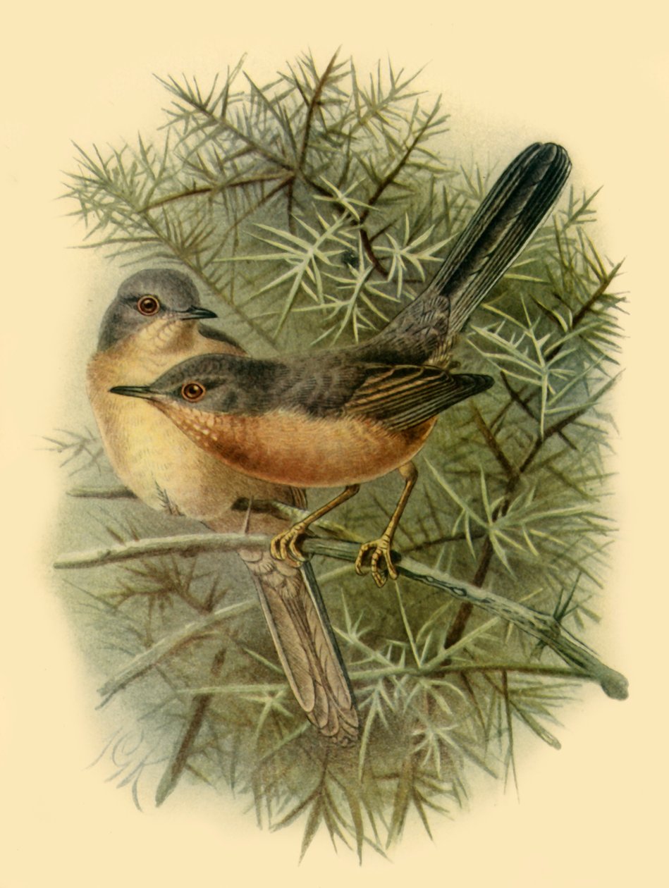 "Dartford Warblers", 1887, 1942. tekijältä Johannes Keulemans