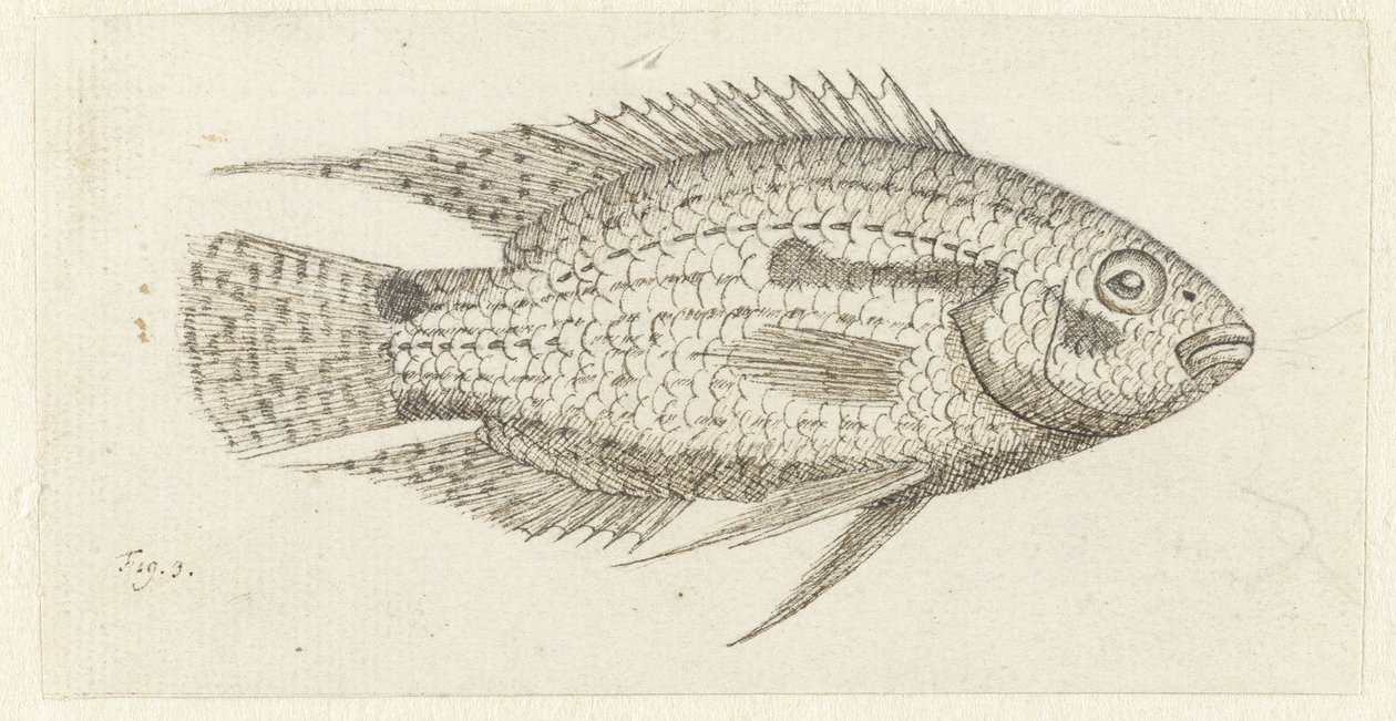 Trooppinen kala Chromis epse tekijältä Johannes le Francq van Berkhey