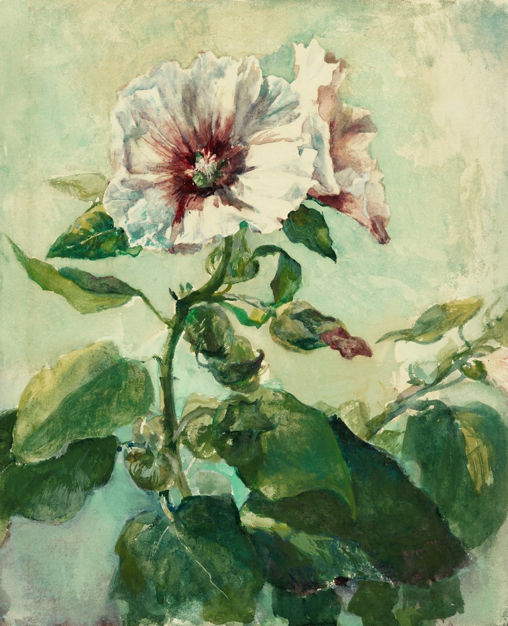 Tutkimus Pink Hollyhocksista auringonvalossa, luonnosta tekijältä John La Farge or Lafarge