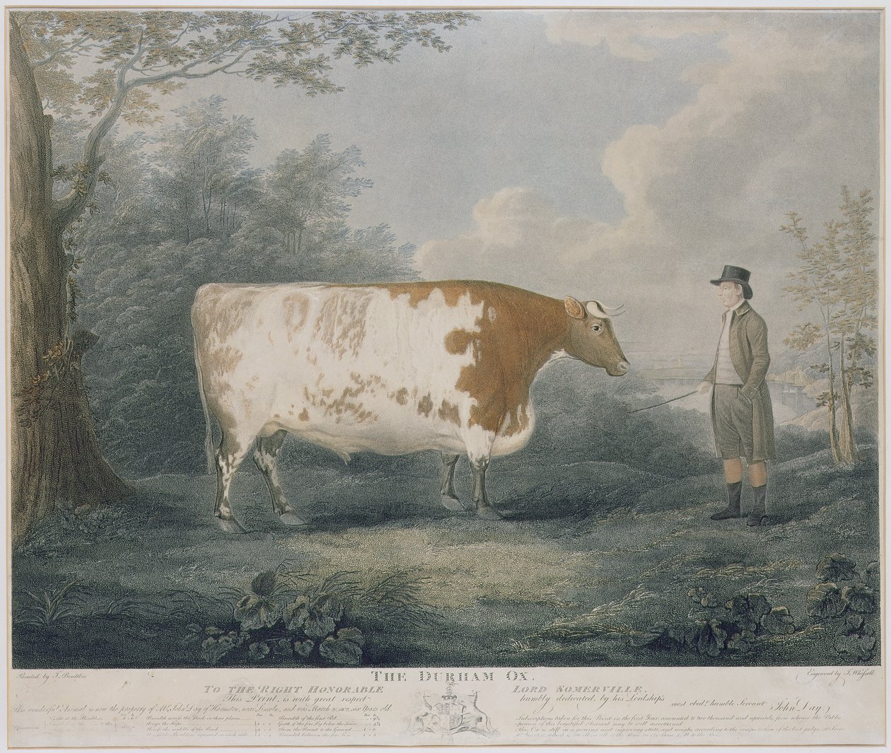 Durham Ox, kaiverrus J. Wessel, 1802 (värikaiverrus) tekijältä John Boultbee