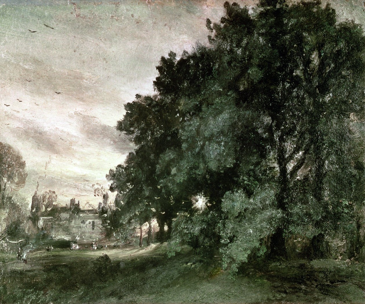 Study of Trees (öljy paperille) tekijältä John Constable