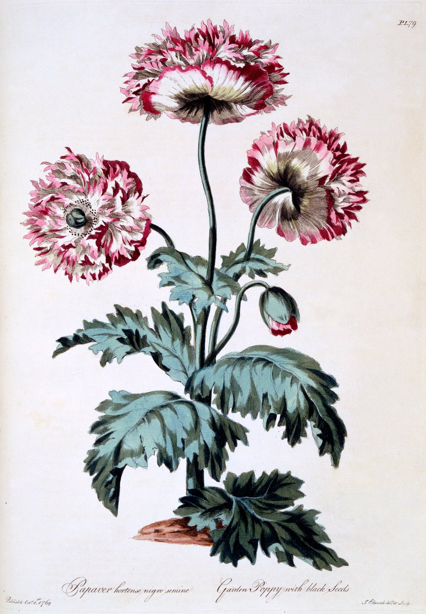 Puutarhaunikko mustilla siemenillä, kuvitus teoksesta "The British Herbalist", julkaistu maaliskuussa 1770 tekijältä John Edwards
