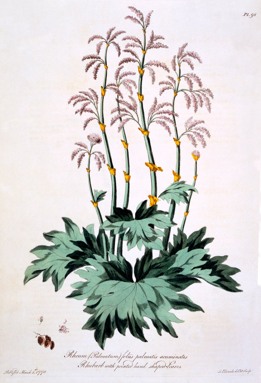 Raparperi terävine käsin muotoillut lehdet, kuvitus teoksesta "The British Herbalist", maaliskuu 1770 tekijältä John Edwards