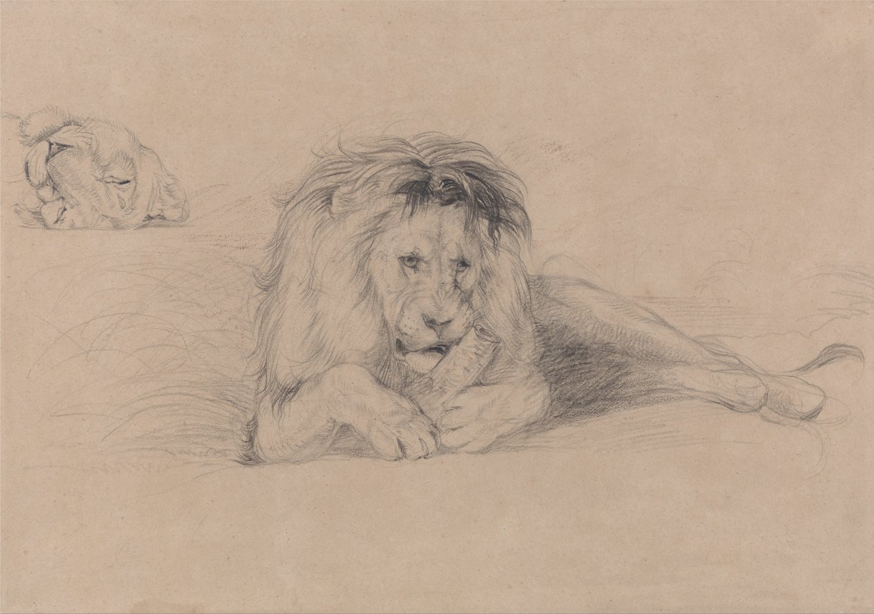 Tutkimus lionista ja lioness -pään tutkimus tekijältä John Frederick Lewis
