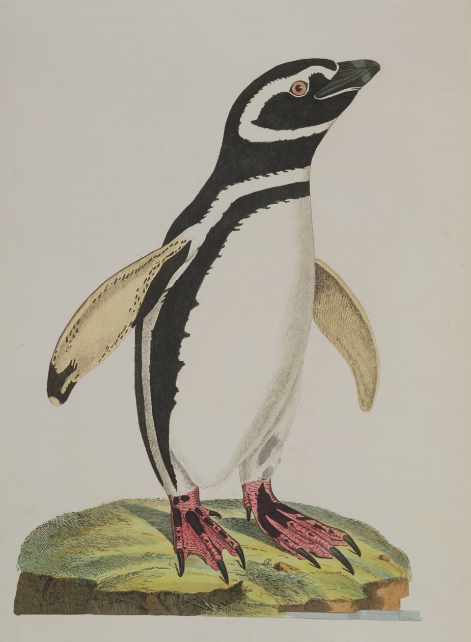 Kuva pingviinistä 