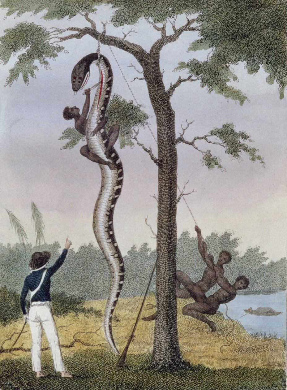 Kapteeni Stedmanin ampuma Aboma-käärmeen nylkeminen elokuvasta "Kertomus viiden vuoden tutkimusmatkasta Surinamin kapinallisia neekereitä vastaan 1772-77", julkaistu 1813 (käsinvärinen kaiverrus) tekijältä John Gabriel Stedman