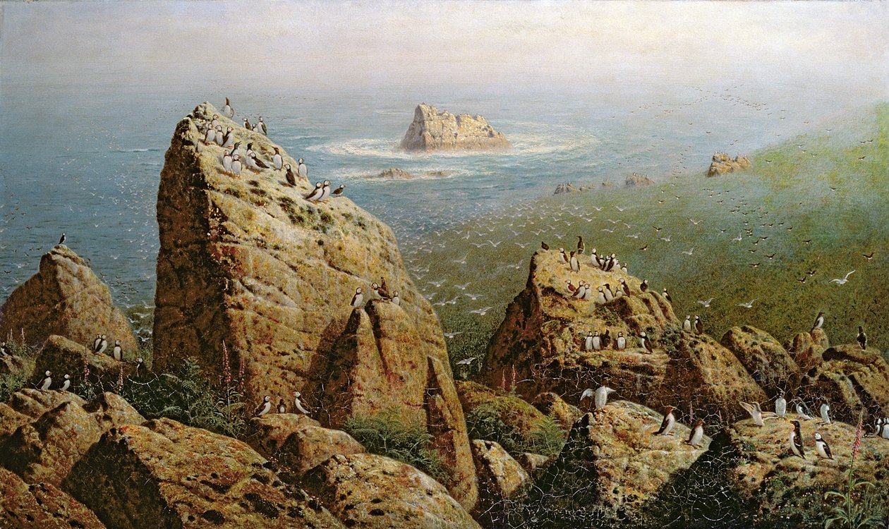 Puffins Lundy Islandilla tekijältä John George Naish