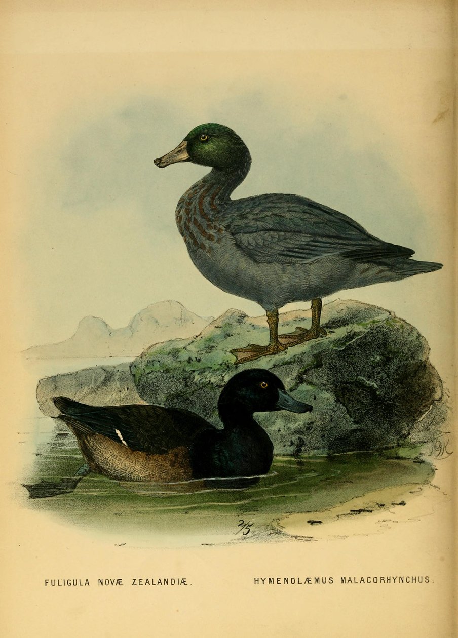 Kuva Uuden -Seelannin skaalasta ja sinisestä ankasta tekijältä John Gerrard Keulemans