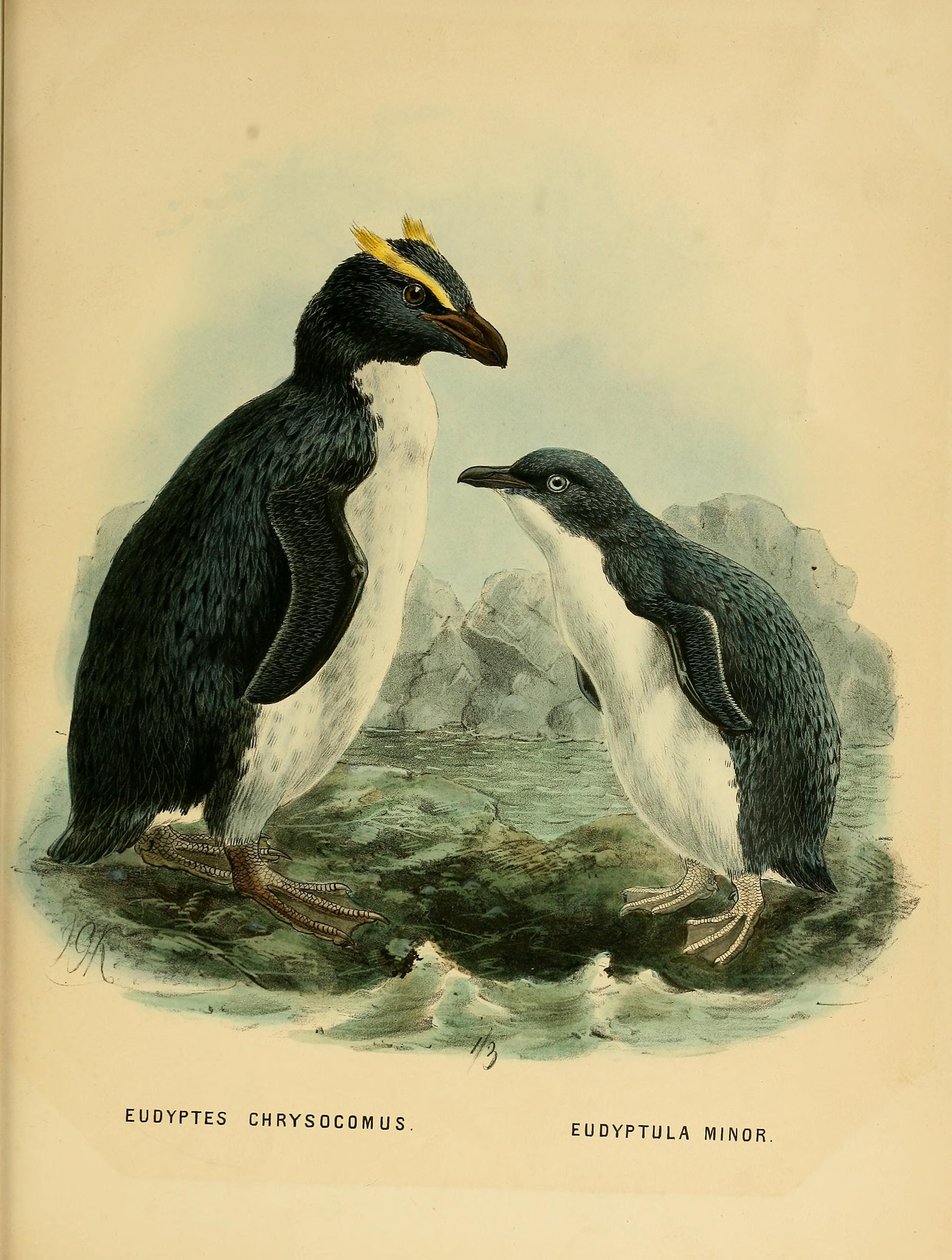 Kuvitus Kalliopingviini ja Pikkupingviini tekijältä John Gerrard Keulemans