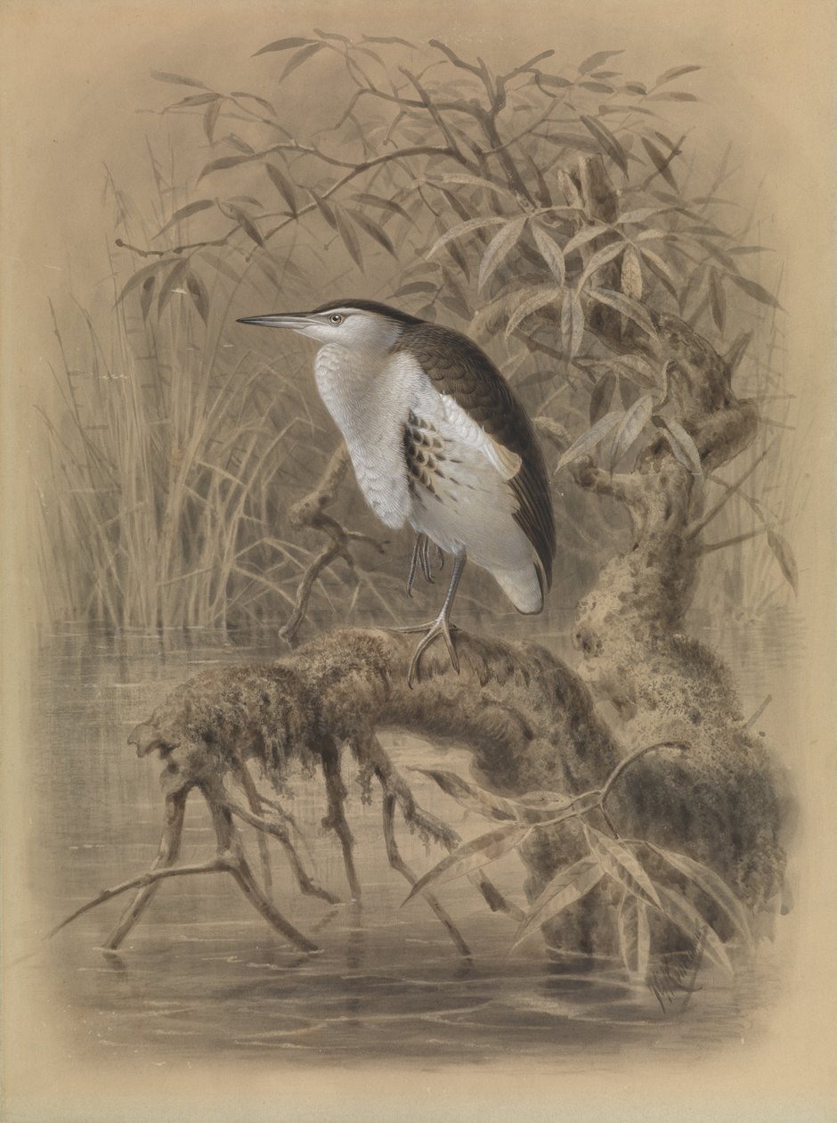 Pikkukirvinen, Ixobrychus minutus tekijältä John Gerrard Keulemans