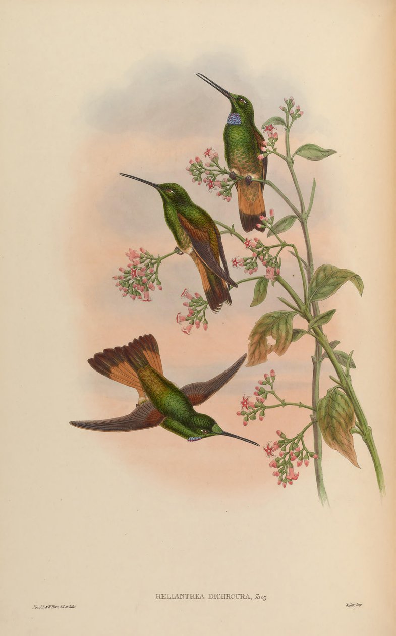 Monografia Trochilidae-perheestä tai humina-lintujen perheestä tekijältä John Gold