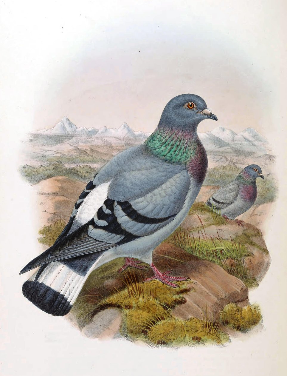 Kalliokyyhky (Columba rupestris) tekijältä John Gould