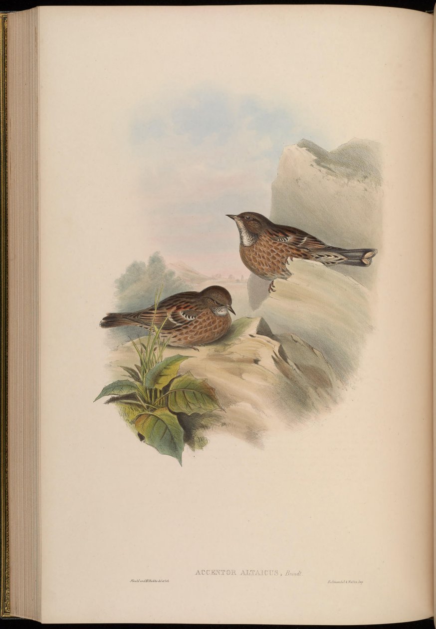 Accentor altaicus = Prunella himalayana tekijältä John Gould