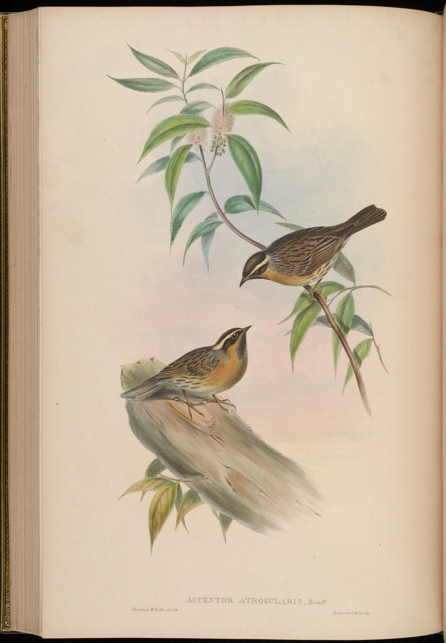 Accentor atrogularis = Prunella atrogularis tekijältä John Gould