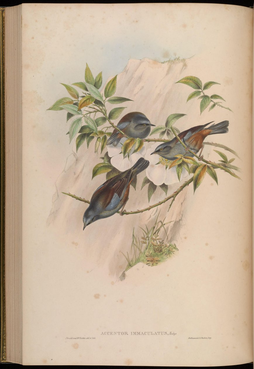 Accentor immaculatus = Prunella immaculata tekijältä John Gould