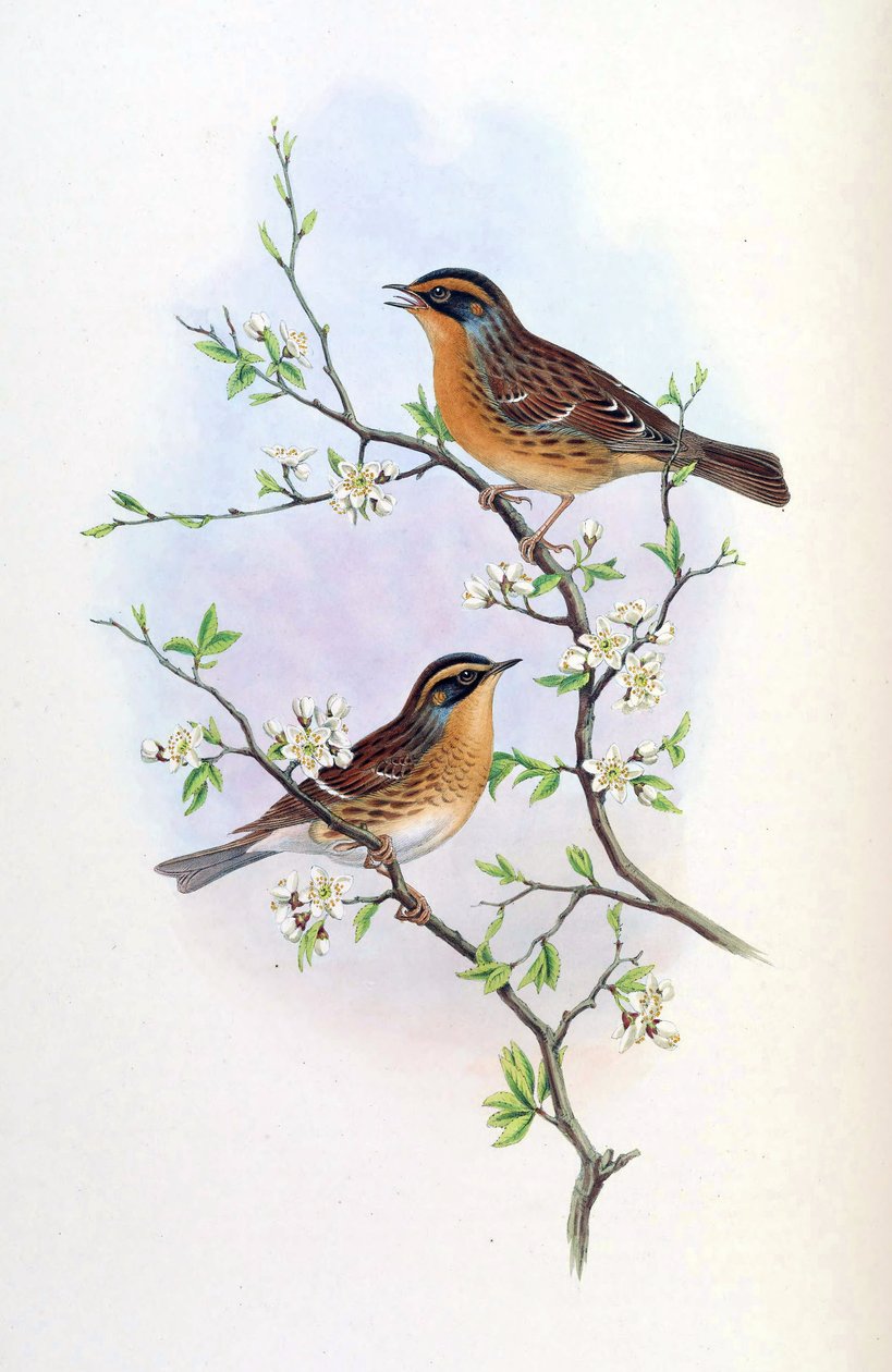 Accentor montanellus = Prunella montanella tekijältä John Gould