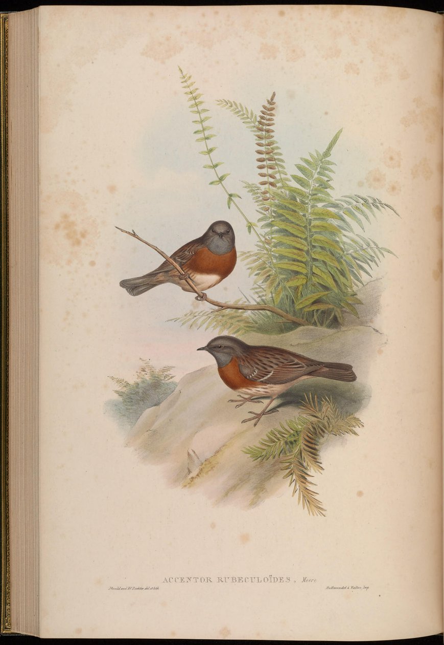 Accentor rubeculoides = Prunella rubeculoides tekijältä John Gould