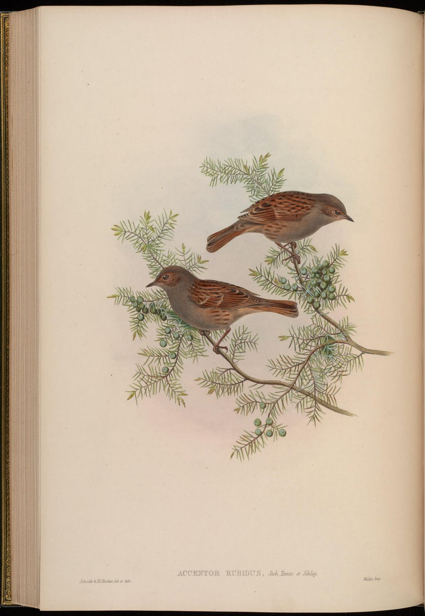 Accentor rubidus = Prunella rubida tekijältä John Gould