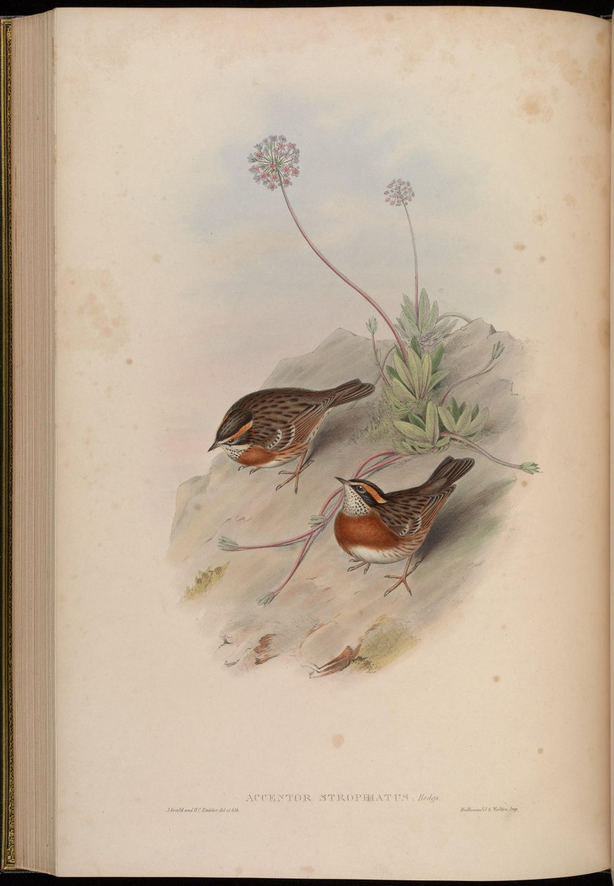 Accentor strophiatus = Prunella strophiata tekijältä John Gould