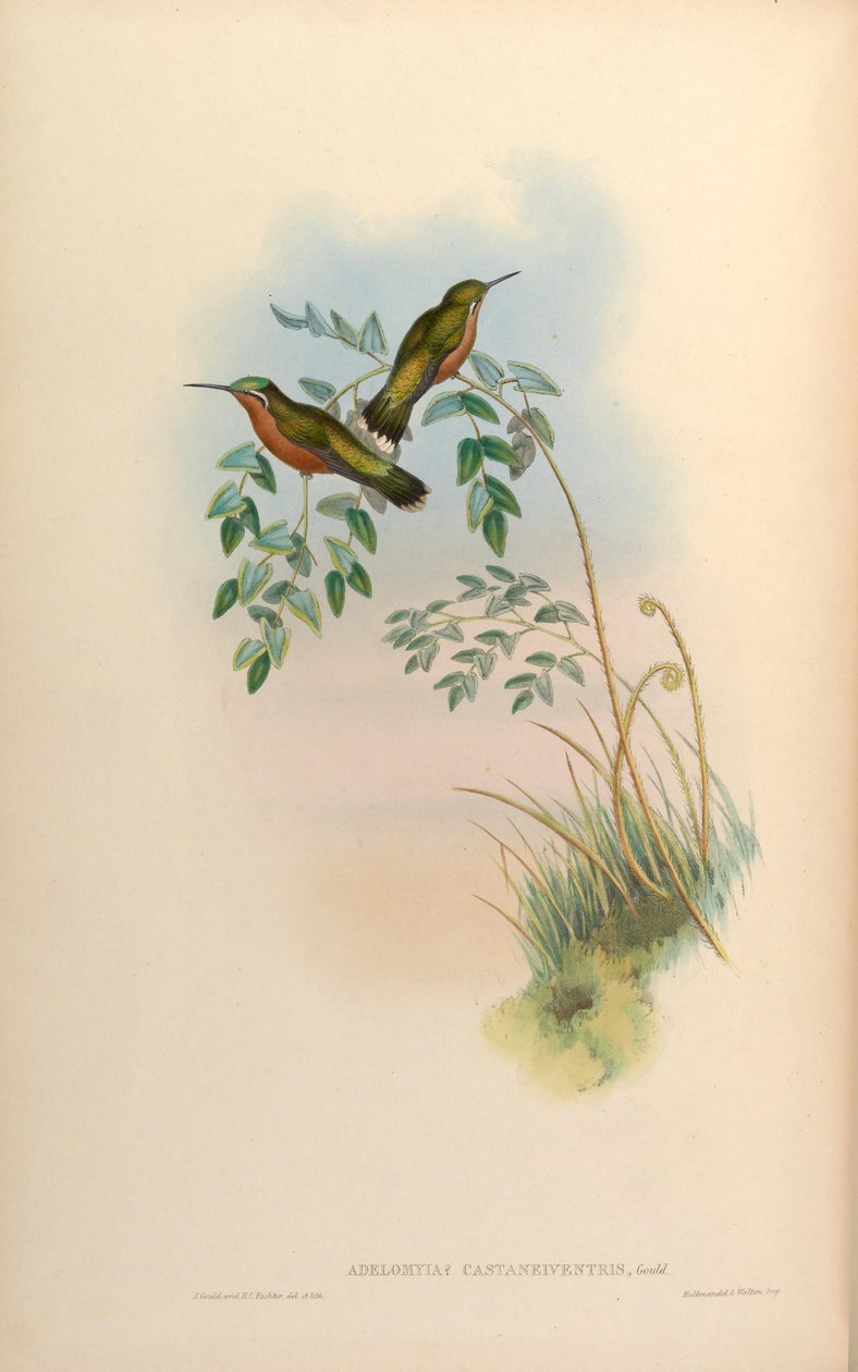 Adelomyia castaneiventris = Lampornis castaneoventris Naaras tekijältä John Gould