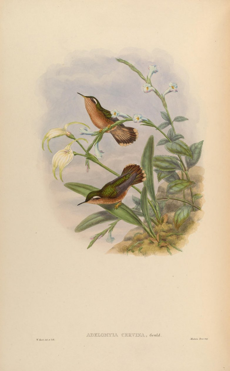 Adelomyia cervina = Adelomyia melanogenys cervina tekijältä John Gould