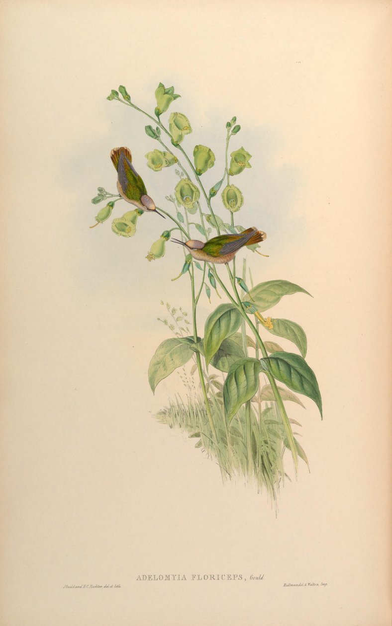 Adelomyia floriceps = Anthocephala floriceps tekijältä John Gould