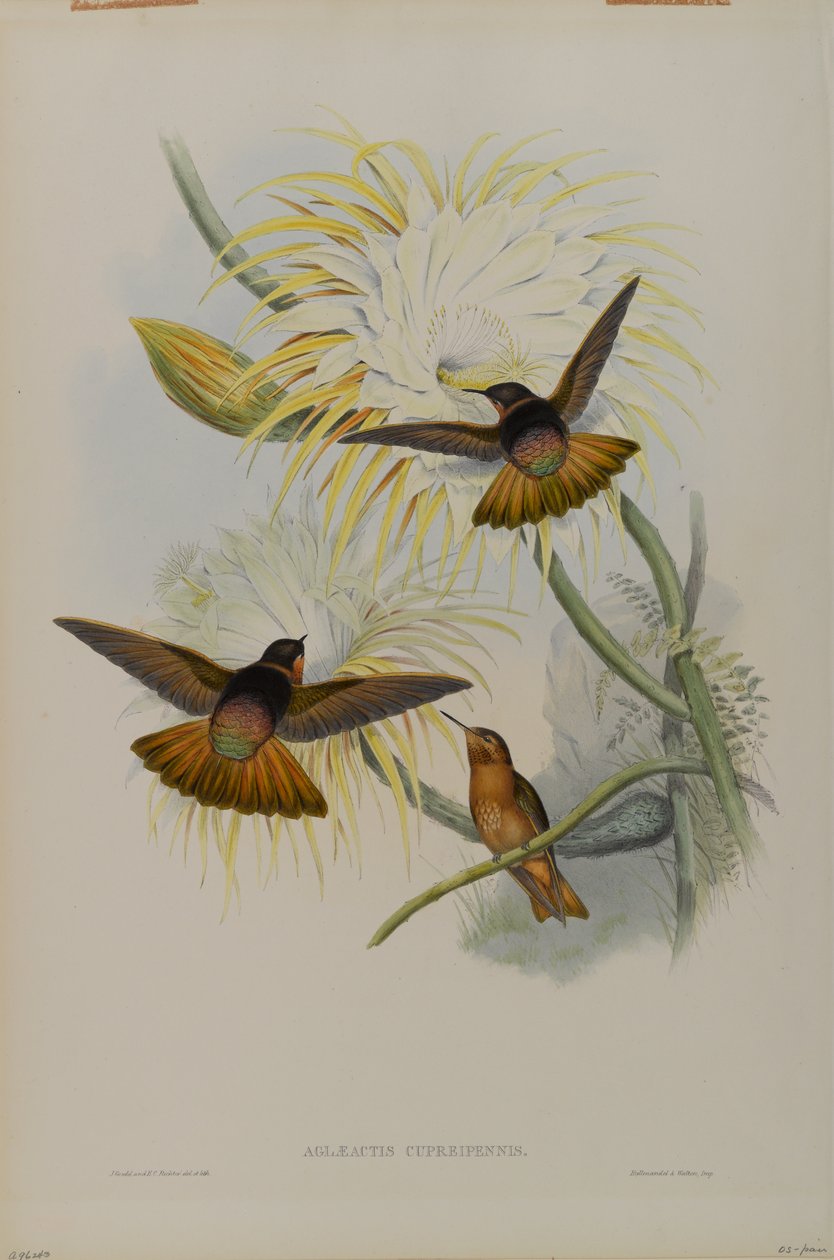 Aglaeactis Cupreipennis tekijältä John Gould