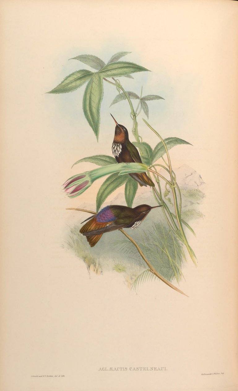 Aglaeactis castelnaui = Aglaeactis castelnaudii (kuten itse kirjassa mainitaan) tekijältä John Gould