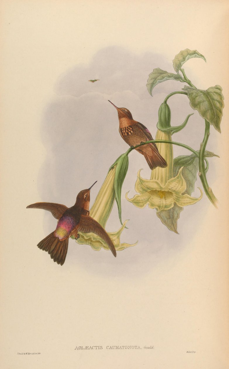 Aglaeactis caumatonota = Aglaeactis cupripennis caumatonotus tekijältä John Gould