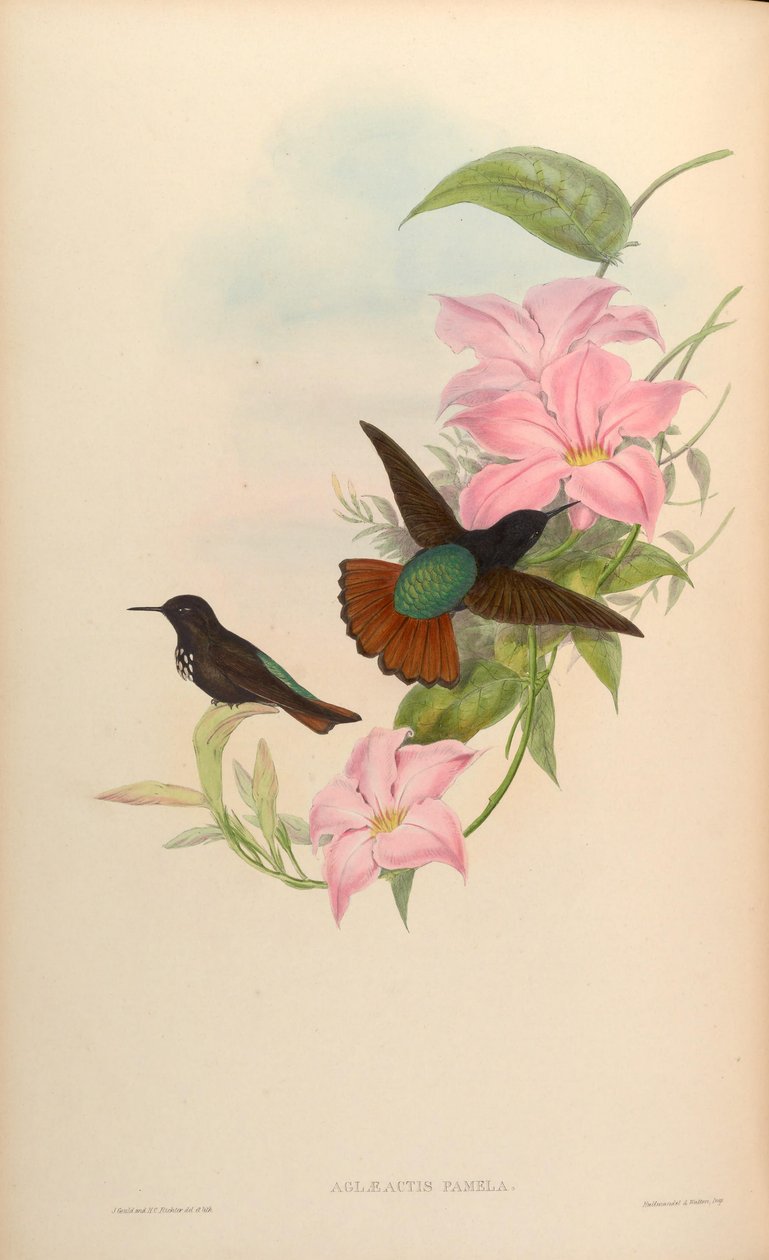 Aglaeactis pamela tekijältä John Gould