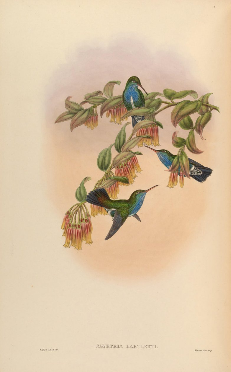 Agyrtria bartletti = Amazilia lactea bartletti tekijältä John Gould