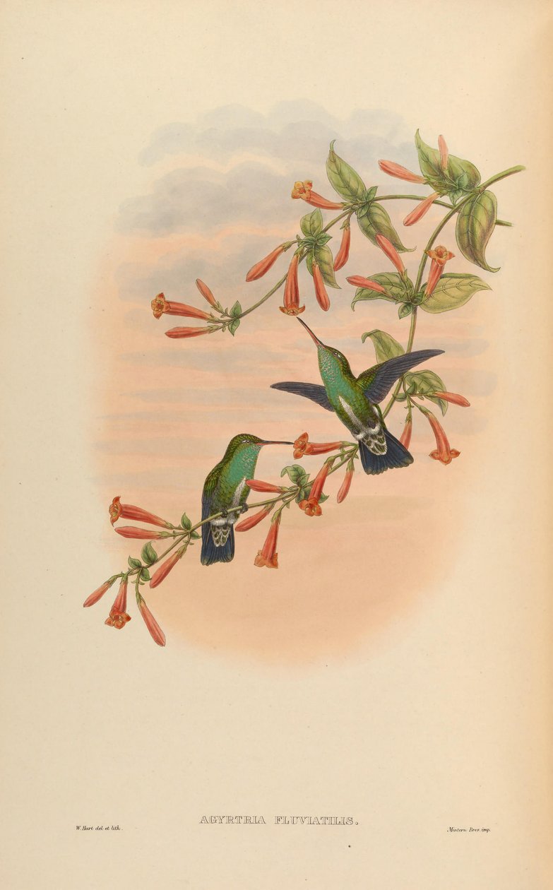 Agyrtria fluviatilis = Amazilia fimbriata apicalis tekijältä John Gould
