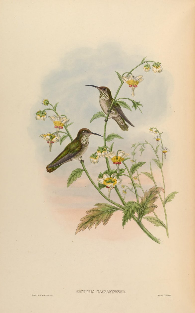 Agyrtria taczanowskii = Leucippus taczanowskii tekijältä John Gould
