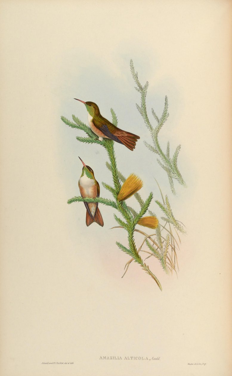 Amazilia alticola = Amazilia amazilia alticola tekijältä John Gould