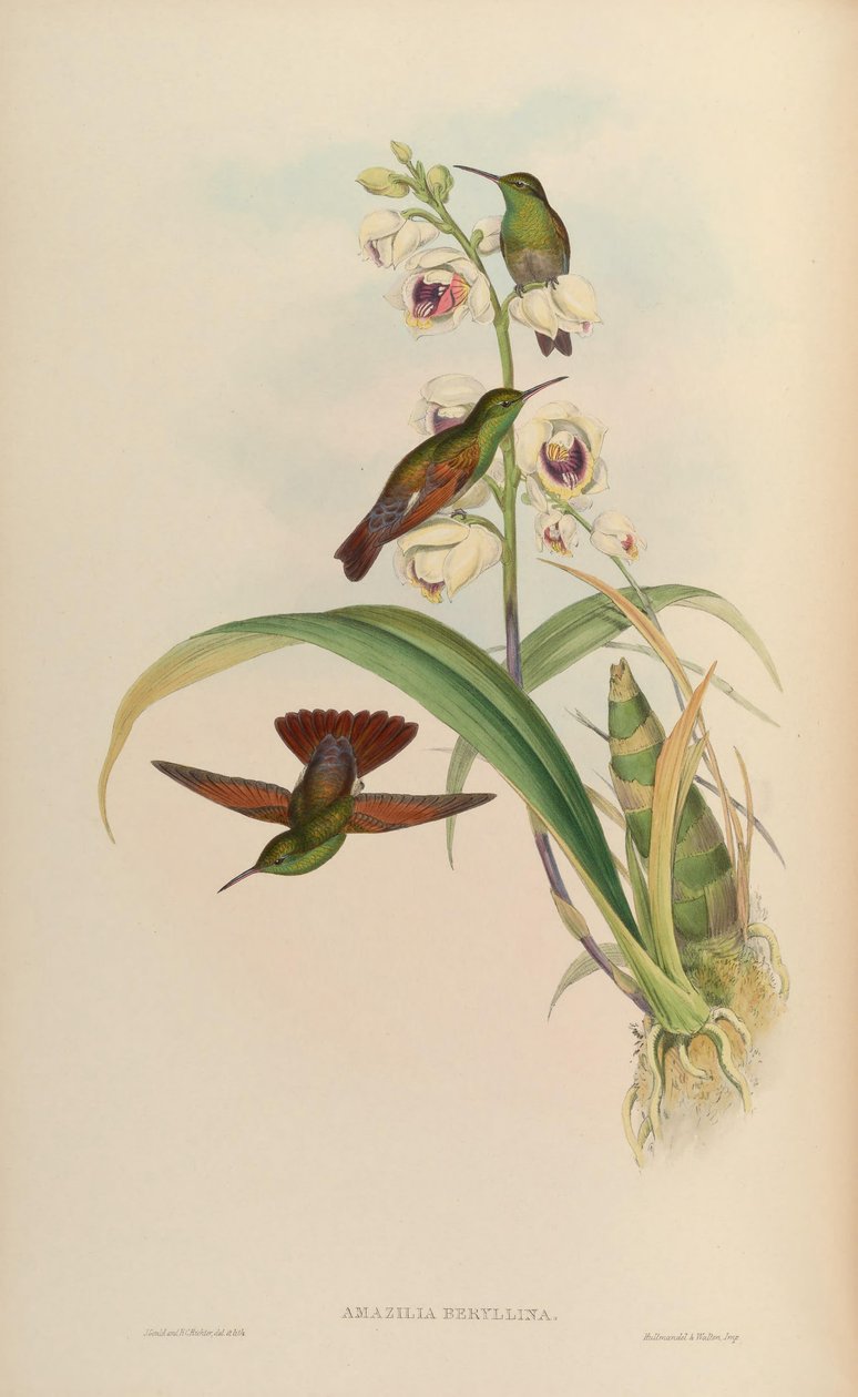 Amazilia beryllina tekijältä John Gould
