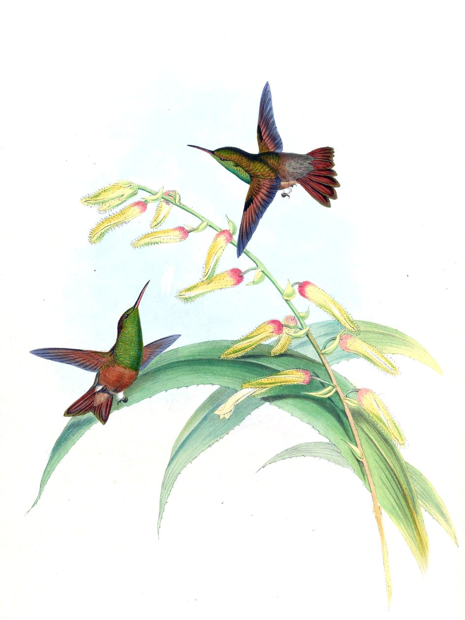 Amazilia castaneiventris tekijältä John Gould