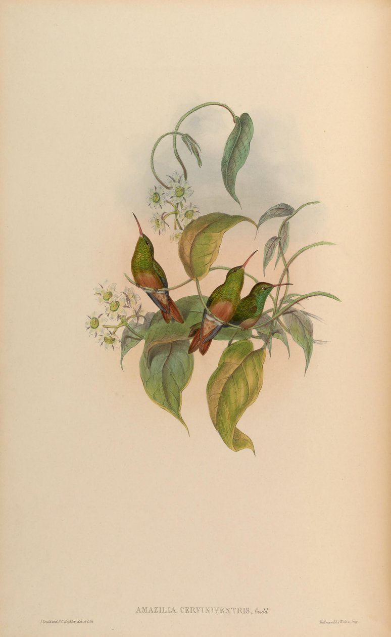 Amazilia cerviniventris = Amazilia yucatanensis cerviniventris tekijältä John Gould