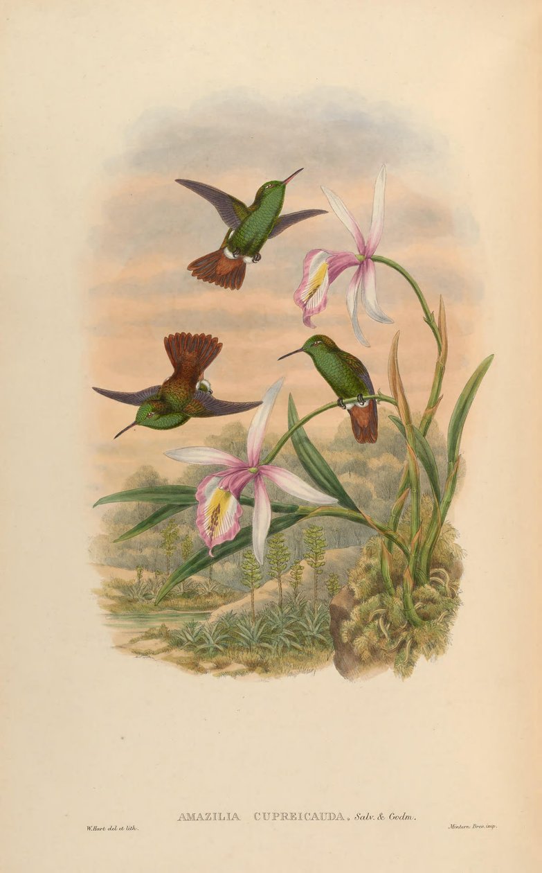 Amazilia cupreicauda = Amazilia viridigaster cupreicauda tekijältä John Gould
