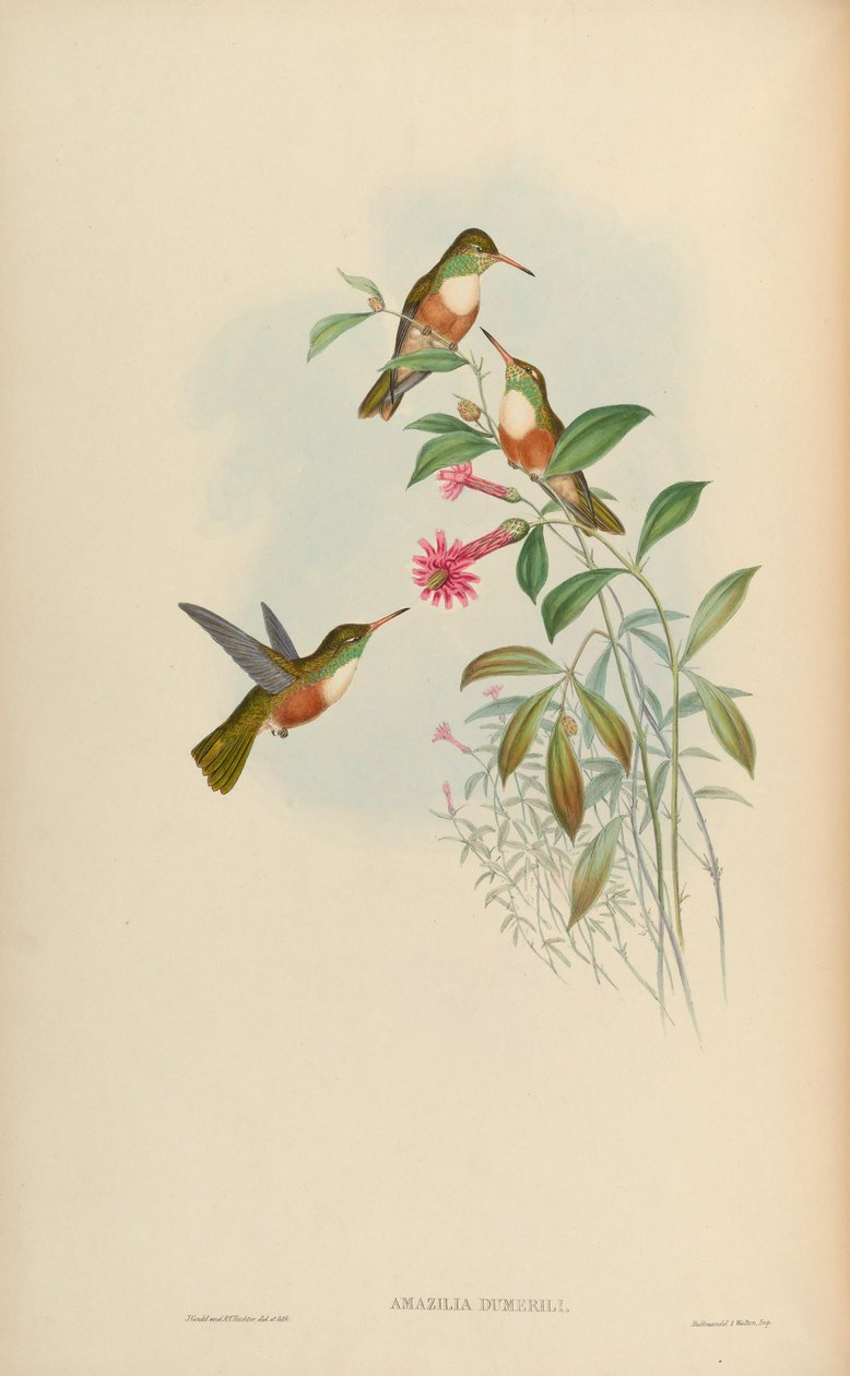 Amazilia dumerili = Amazilia amazilia dumerilii tekijältä John Gould