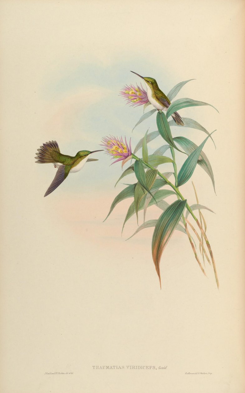 Amazilia leucogaster = Amazilia franciae viridiceps tekijältä John Gould