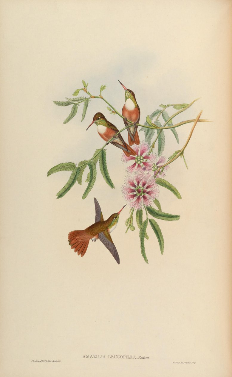 Amazilia leucophaea = Amazilia amazilia leucocephala tekijältä John Gould