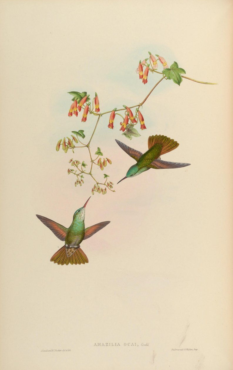 Amazilia ocai = Amazilia cyanocephala x Amazilia beryllina tekijältä John Gould