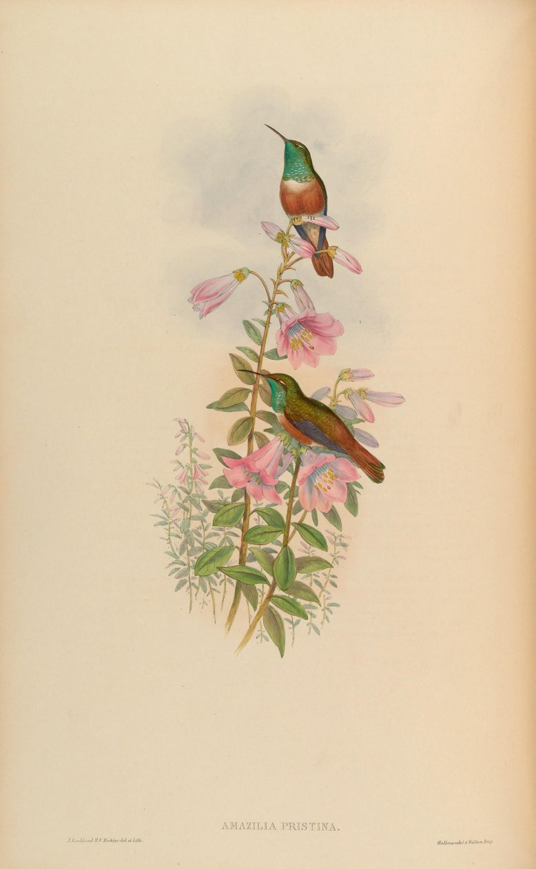 Amazilia pristina = Amazilia amazilia pristina tekijältä John Gould