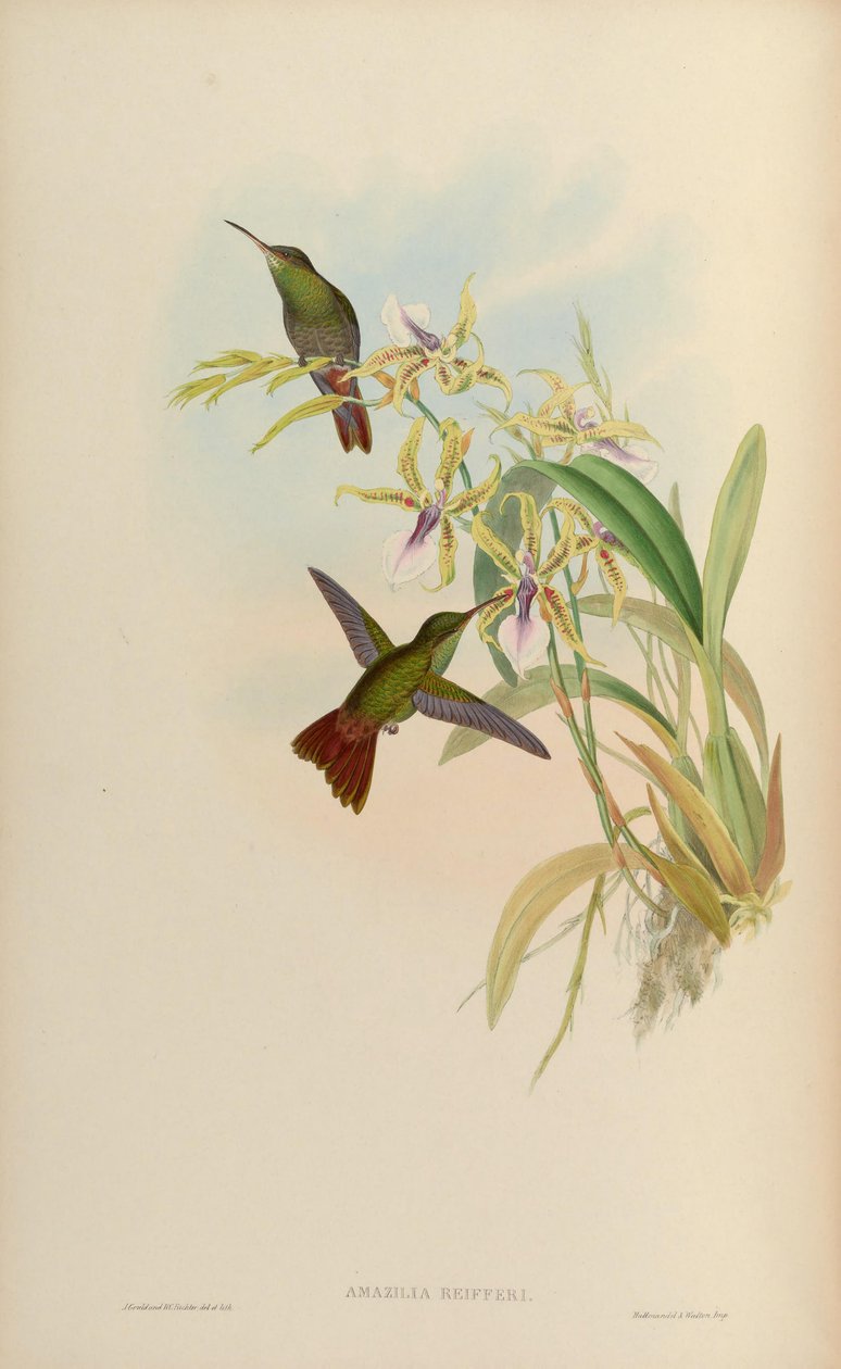 Amazilia riefferi = Amazilia tzacatl tekijältä John Gould